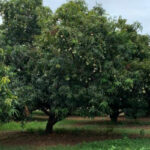 mango Farming