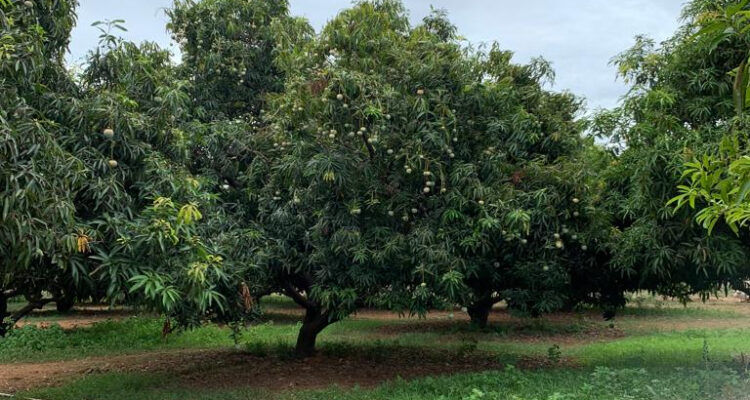 mango Farming