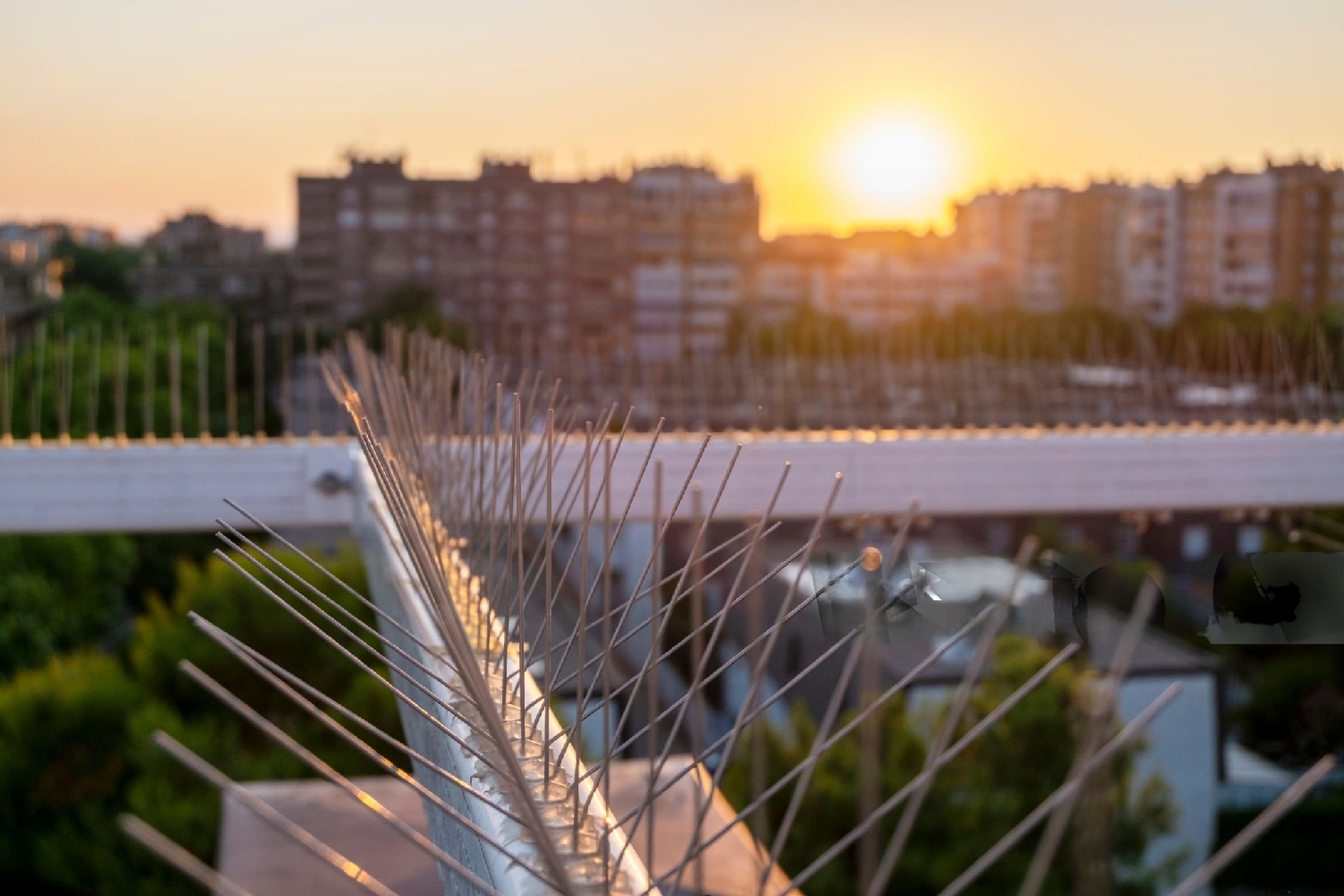 Wonderfully Effective: How Bird Spikes Have Become the Most Useful Security System in Dubai