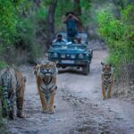 Ranthambore