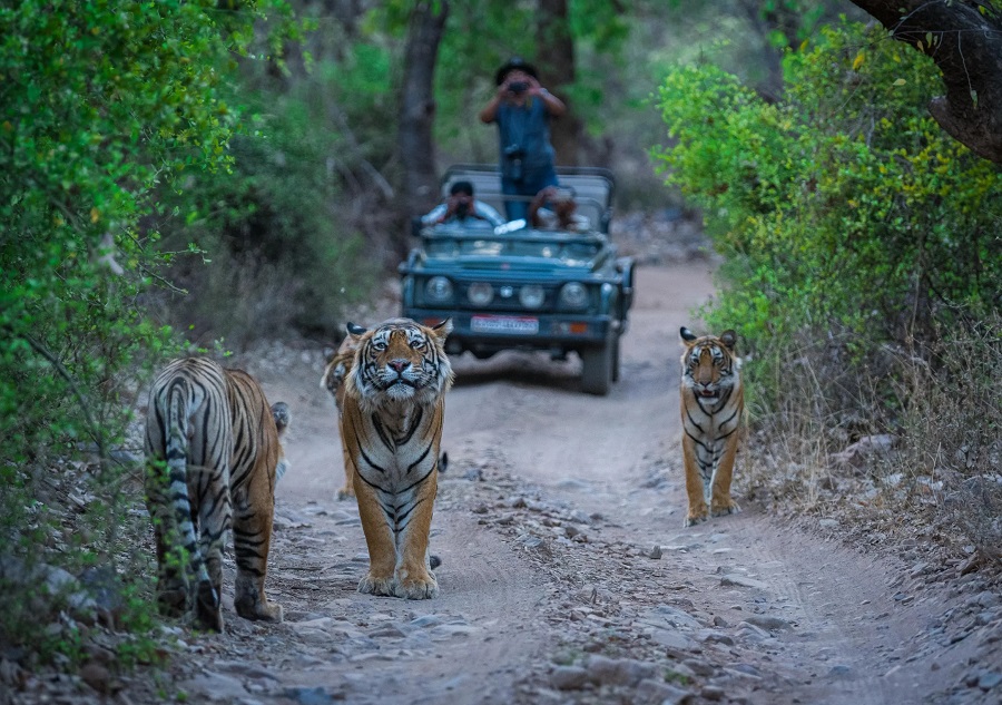 Ranthambore