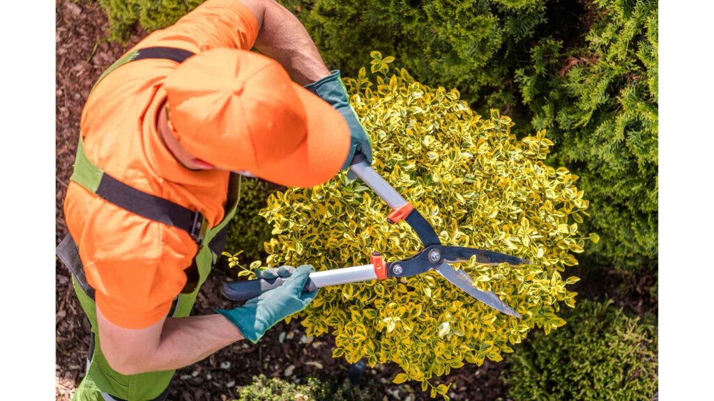 How Do Professional Lawn and Yard Clean-Up Services Prepare Your Landscape for New Growth?