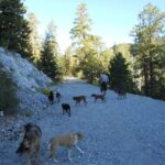 How Does Puppy Training for Socialization Shape Adult Behavior?