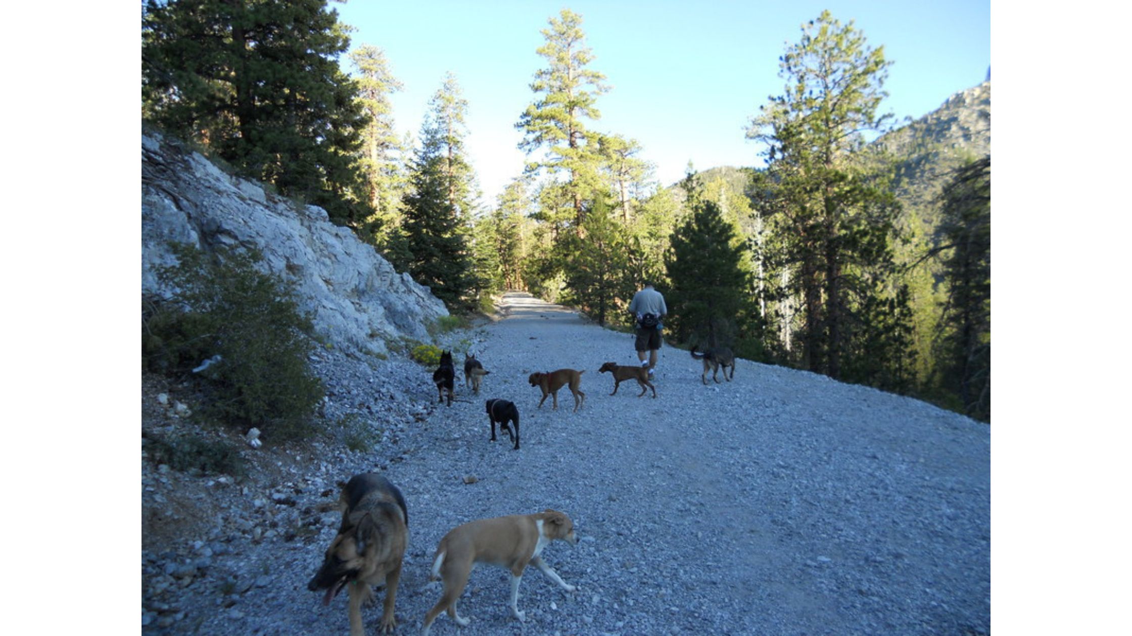 How Does Puppy Training for Socialization Shape Adult Behavior?