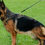 Are Female German Shepherds Easier to Train? Personality & Temperament Guide