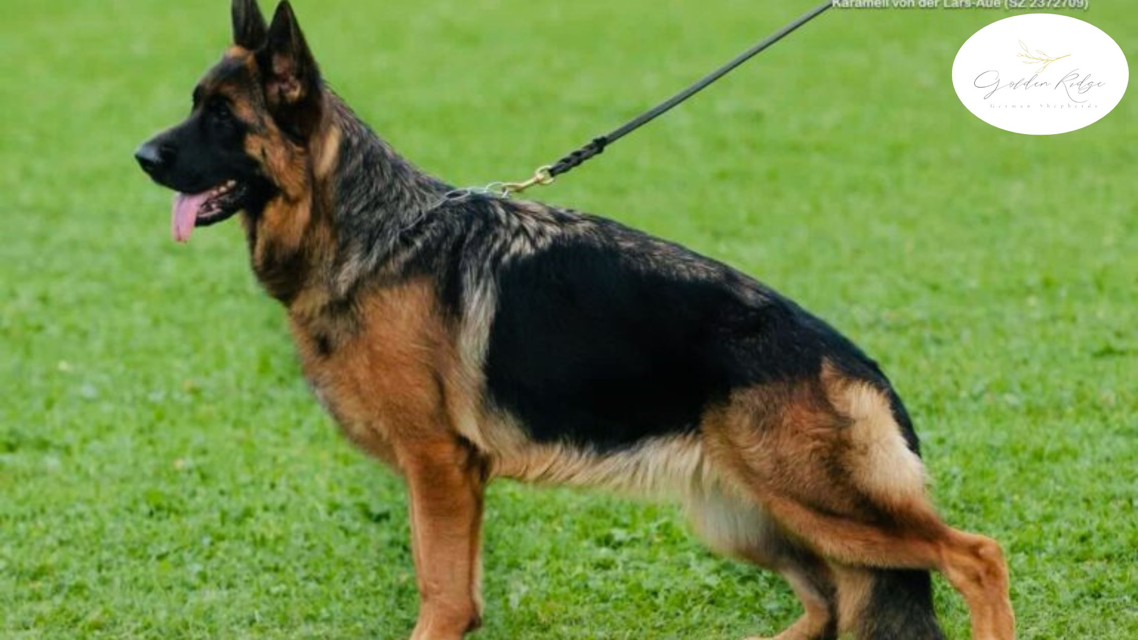 Are Female German Shepherds Easier to Train? Personality & Temperament Guide