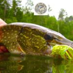 Is Pike Fishing in Alaska the Best Kept Secret in Bristol Bay?