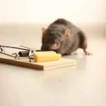 rodent control services
