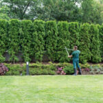 tree service