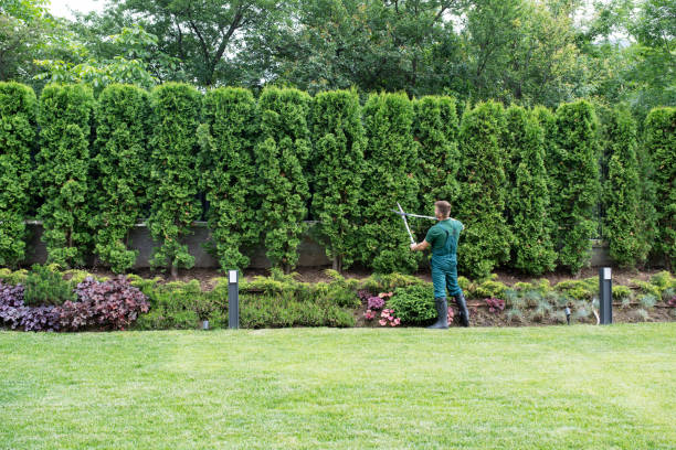 tree service
