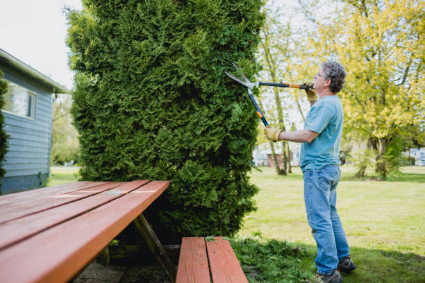 lawn company