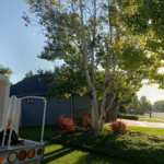 How a Tree Removal Company in Billings MT Protects Your Property During Removal