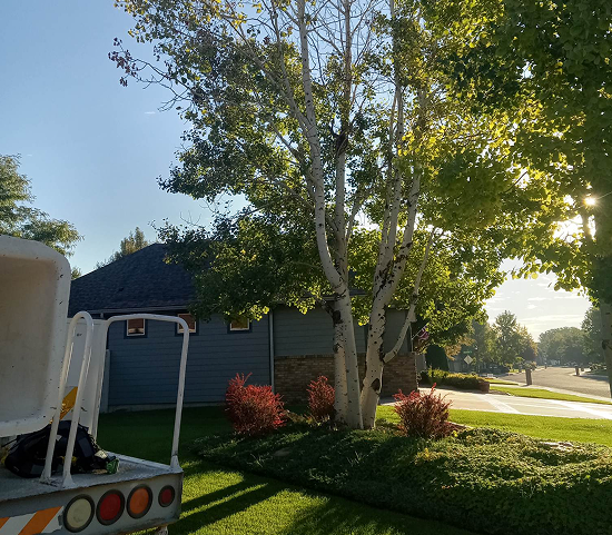 How a Tree Removal Company in Billings MT Protects Your Property During Removal