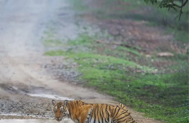 Exploring the Untamed Beauty of Kabini: A Photographer’s Dream Wildlife Experience
