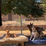 What Are the Biggest Mistakes People Make During Rescue Dog Training?