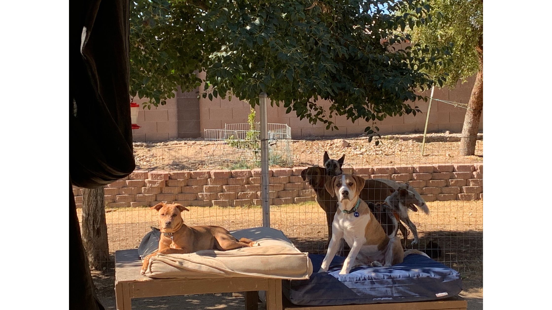 What Are the Biggest Mistakes People Make During Rescue Dog Training?