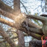 How Does Professional Tree Service Help Handle Unsafe Branches?