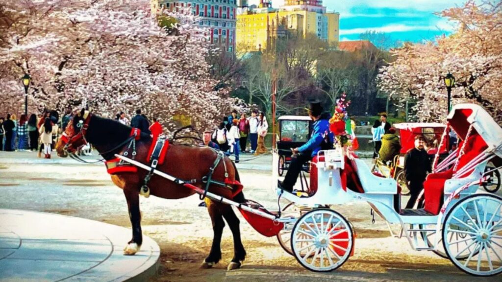 New York City Carriage Rides: Is It A Different Way to See Manhattan?