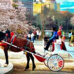 New York City Carriage Rides: Is It A Different Way to See Manhattan?