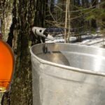 Maple Syrup Pails: How to Choose, Use, and Maintain the Right Containers