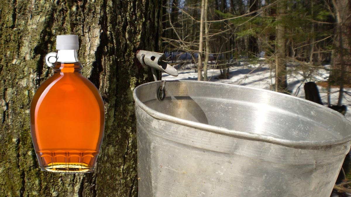 Maple Syrup Pails: How to Choose, Use, and Maintain the Right Containers